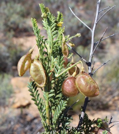 Lessertia spinescens, photographed by Brian du Preez