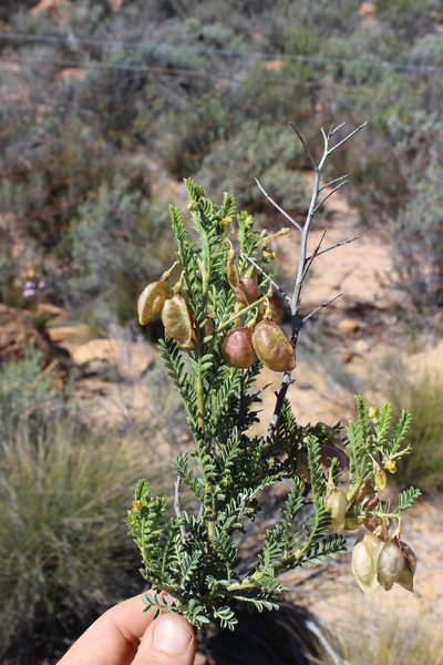 Lessertia spinescens, photographed by Brian du Preez