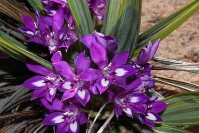 Babiana dregei, photographed by Brian du Preez