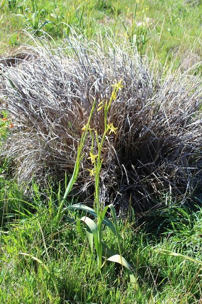 Moraea pendula, photographed by Brian du Preez