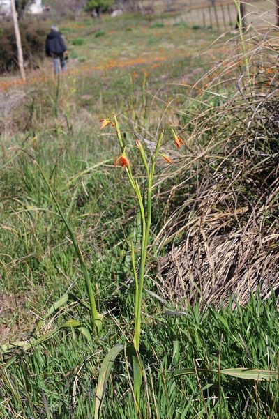Moraea pendula, photographed by Brian du Preez