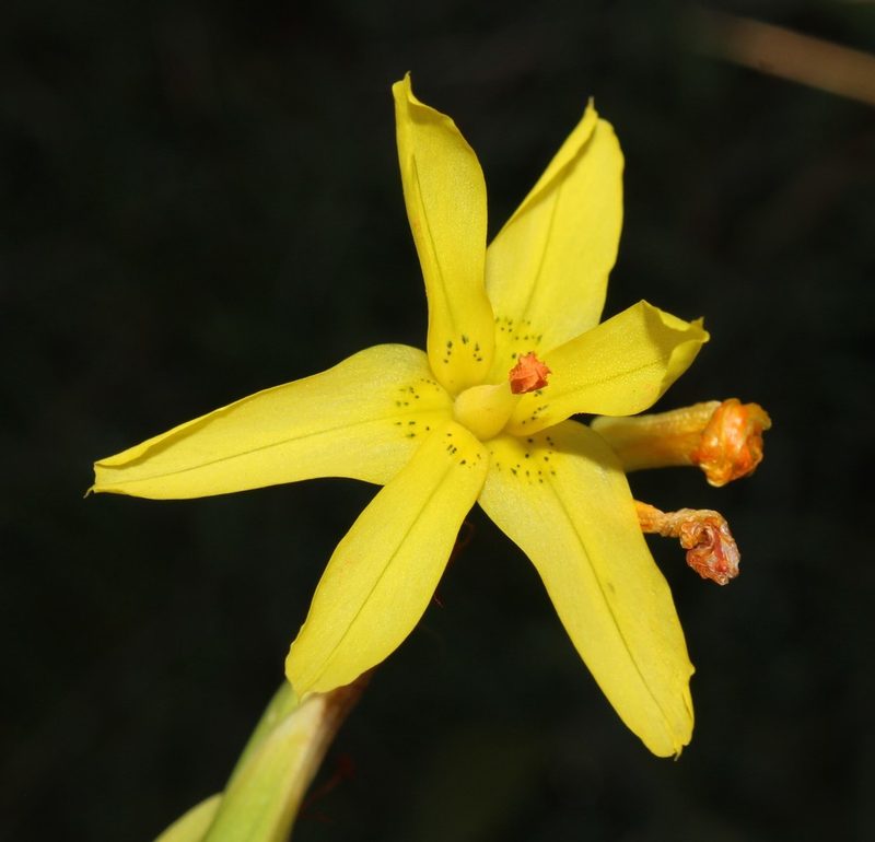 Moraea pendula, photographed by Brian du Preez