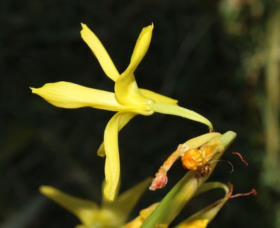 Moraea pendula, photographed by Brian du Preez