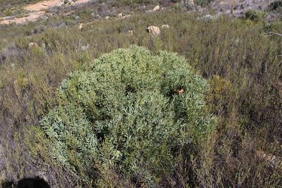 Protea namaquana, photographed by Brian du Preez