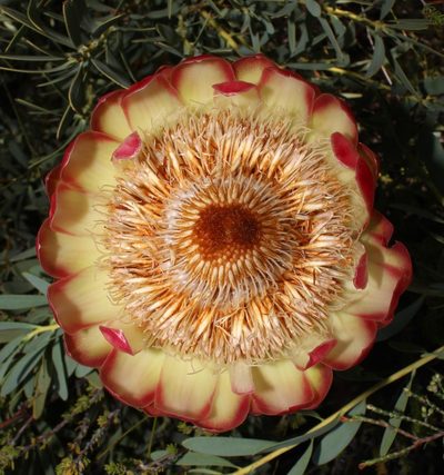 Protea namaquana, photographed by Brian du Preez