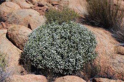 Phylica retrorsa, photographed by Brian du Preez