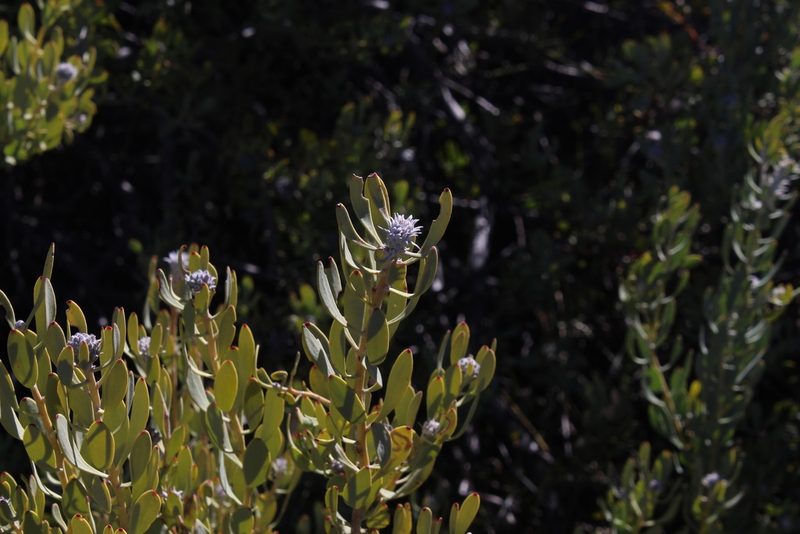 Vexatorella alpina, photographed by Brian du Preez