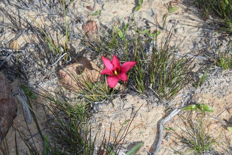 Romulea speciosa, photographed by Brian du Preez