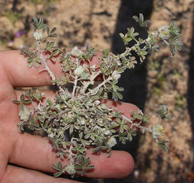Leobordea pentaphylla, photographed by Brian du Preez