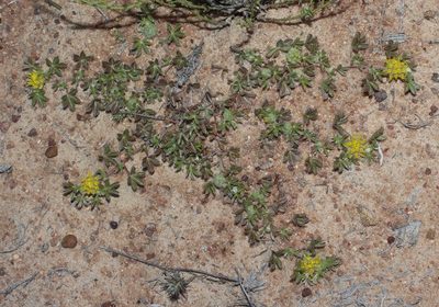 Leobordea pentaphylla, photographed by Brian du Preez