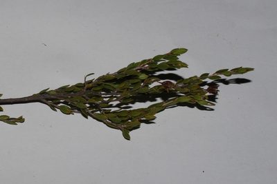 Agathosma namaquensis, photographed by Brian du Preez