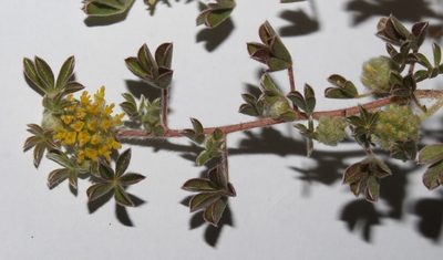 Leobordea pentaphylla, photographed by Brian du Preez