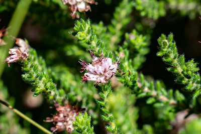 Erica similis, photographed by magriet b
