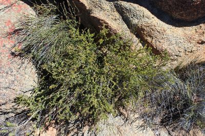 Agathosma namaquensis, photographed by Brian du Preez