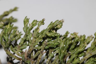 Amphithalea obtusiloba, photographed by Brian du Preez