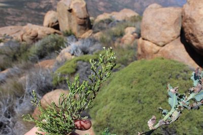 Amphithalea obtusiloba, photographed by Brian du Preez