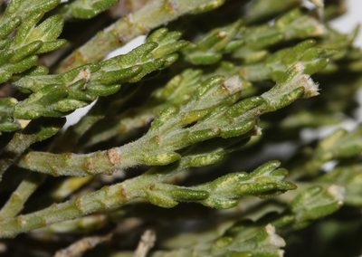 Amphithalea obtusiloba, photographed by Brian du Preez