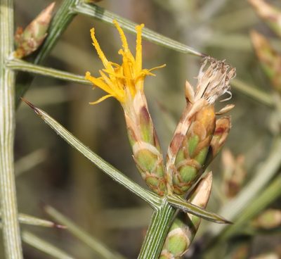 Hoplophyllum spinosum, photographed by Brian du Preez