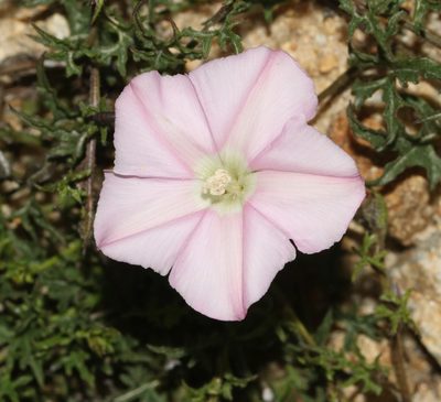 Convolvulus capensis, photographed by Brian du Preez