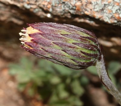 Perdicium leiocarpum, photographed by Brian du Preez