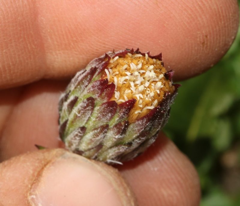 Perdicium leiocarpum, photographed by Brian du Preez