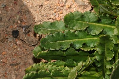 Perdicium leiocarpum, photographed by Brian du Preez