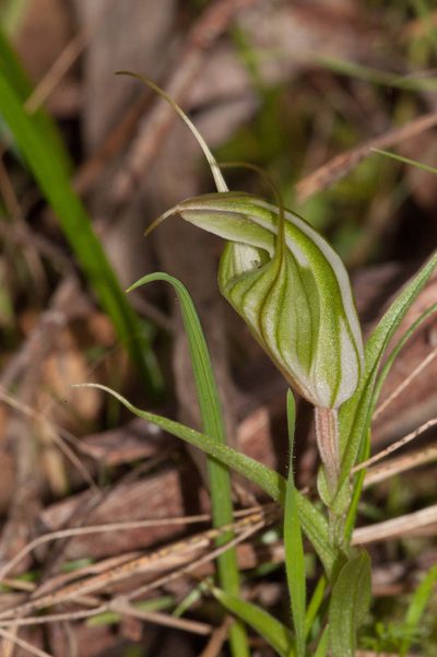 Pterostylis robusta, photographed by Rolf Lawrenz
