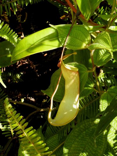 Nepenthes distillatoria, photographed by desertnaturalist