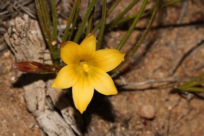 Romulea citrina, photographed by Brian du Preez