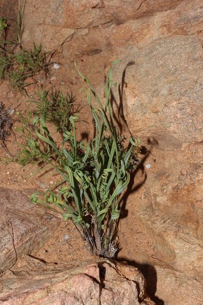 Babiana sinuata, photographed by Brian du Preez