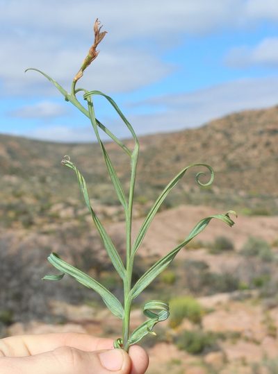 Babiana sinuata, photographed by Brian du Preez