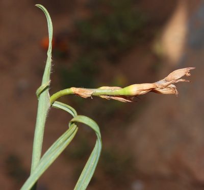 Babiana sinuata, photographed by Brian du Preez