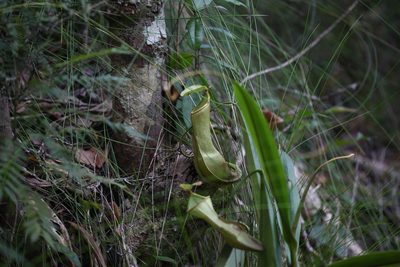 Nepenthes vieillardii, photographed by Lennart Hudel