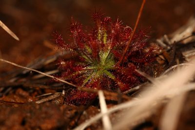 Drosera neocaledonica, photographed by Lennart Hudel
