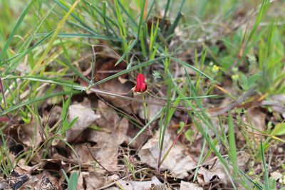 Lathyrus setifolius, photographed by Fabien Piednoir