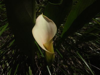Zantedeschia rehmannii, photographed by Jimmy Whatmore