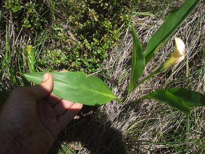 Zantedeschia rehmannii, photographed by Jimmy Whatmore