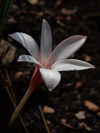 Apodolirion buchananii, photographed by Jimmy Whatmore