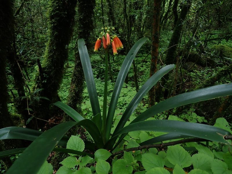 Clivia caulescens, photographed by Jimmy Whatmore