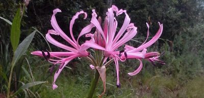 Nerine angustifolia, photographed by Jimmy Whatmore