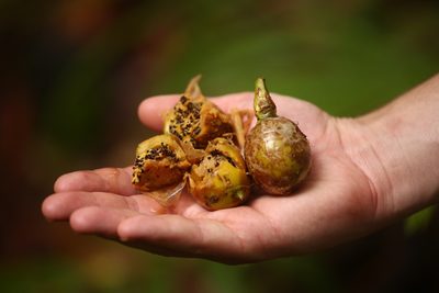 Fagraea berteroana