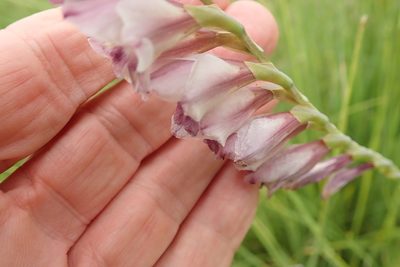 Gladiolus crassifolius, photographed by Peter Warren