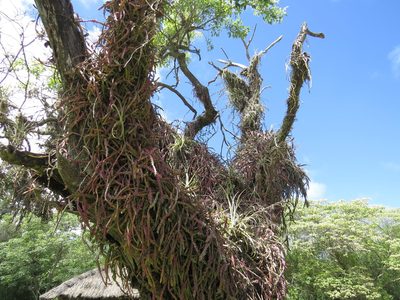 Lepismium cruciforme, photographed by Leonel Roget