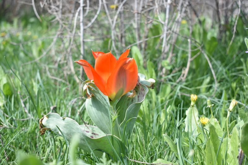 Tulipa greigii, photographed by Kudaibergen Amirekul