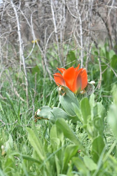 Tulipa greigii, photographed by Kudaibergen Amirekul