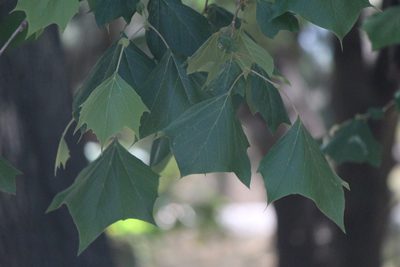 Platanus mexicana, photographed by José Belem Hernández Díaz