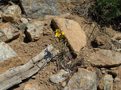 Erysimum arenicola, photographed by John Brew