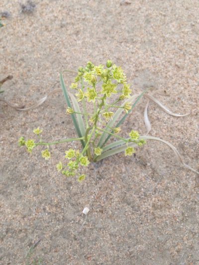 Toxicoscordion brevibracteatum, photographed by Adam J. Searcy