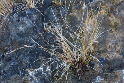 Carex litorosa, photographed by Joe Potter Butler