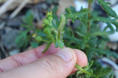 Senecio carnosulus, photographed by Joe Potter Butler